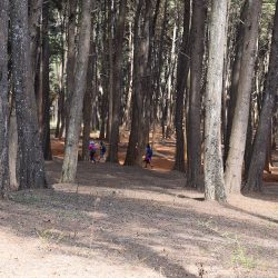 Mbooni Forest