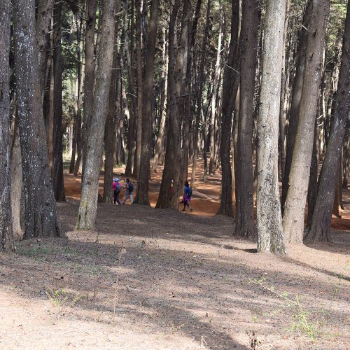 Mbooni Forest
